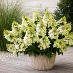 Hortenzia metlinatá (Hydrangea paniculata) ‘BEE HAPPY’® - výška 30-40 cm, kont. C2L